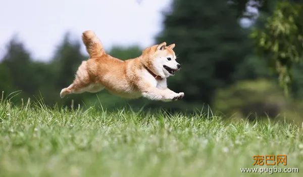 柴犬最容易得哪些病？-12.jpeg