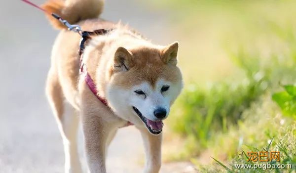 柴犬最容易得哪些病？-13.jpeg