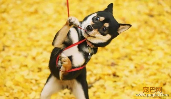 柴犬最容易得哪些病？-8.jpeg