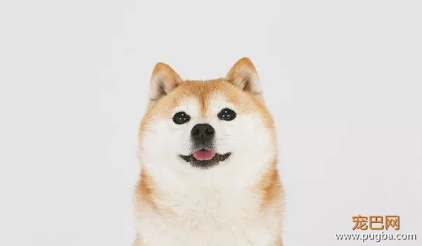 柴犬最容易得哪些病？-14.jpeg