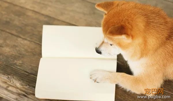 柴犬最容易得哪些病？-10.jpeg