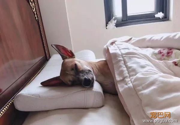 一觉醒来，发现老公被掉包了——这货还会自己盖被子！-1.jpeg