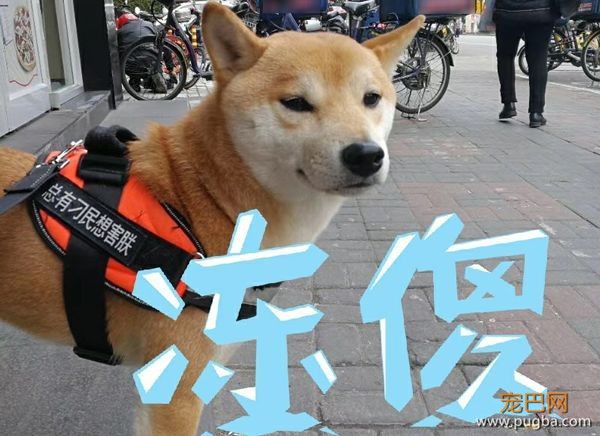 嘿，成都人！你家楼下的星巴克能带狗了-2.jpeg