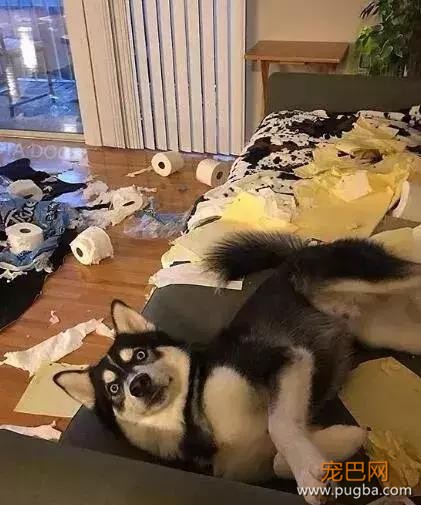 哈士奇主题的咖啡馆，半年后就因拆家问题开不下去了-5.jpg