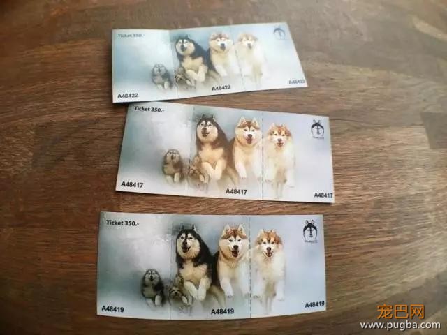 哈士奇主题的咖啡馆，半年后就因拆家问题开不下去了-9.jpg