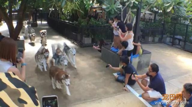 哈士奇主题的咖啡馆，半年后就因拆家问题开不下去了-11.jpg