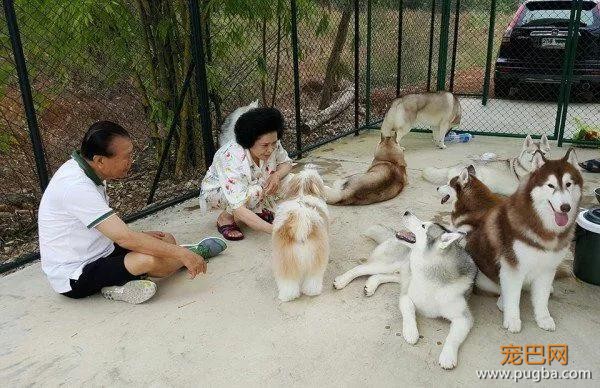 哈士奇主题的咖啡馆，半年后就因拆家问题开不下去了-12.jpg