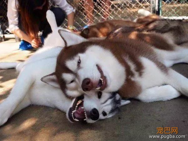 哈士奇主题的咖啡馆，半年后就因拆家问题开不下去了-16.jpg