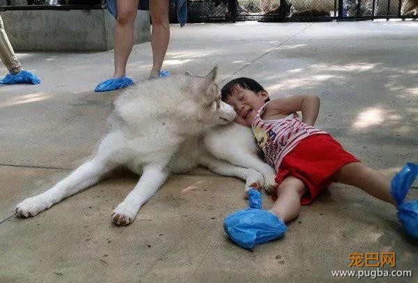 哈士奇主题的咖啡馆，半年后就因拆家问题开不下去了-13.jpg
