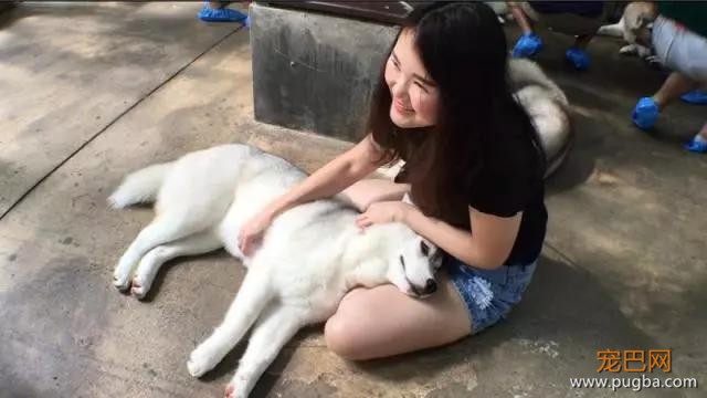 哈士奇主题的咖啡馆，半年后就因拆家问题开不下去了-15.jpg