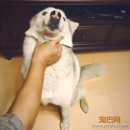 # 有奖征集 # 男人和狗之间的互动-3.jpeg