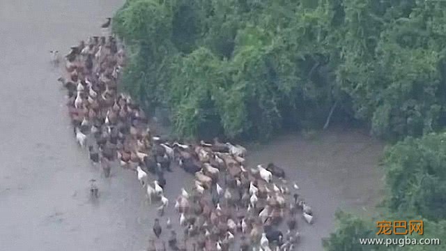 牧牛犬为奶牛探路，硬是从洪水中救出上百头，绝对的狗中英雄-2.jpeg