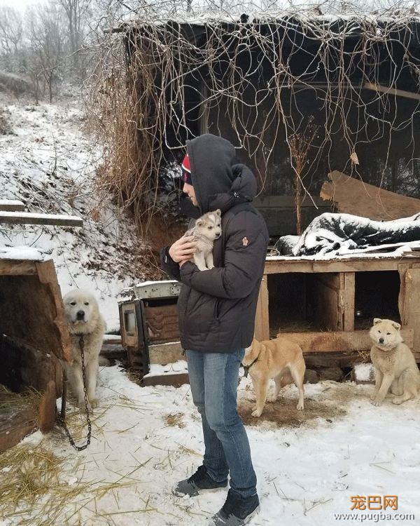 奥运会决赛前一天还在照顾流浪狗，这位美国90后滑雪运动员太不务正业！-27.jpeg
