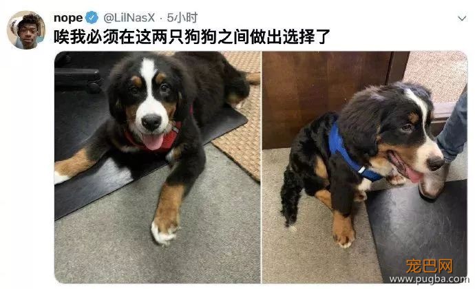 要在两只伯恩山宝宝中选一个带回家，小哥为难的上网求助...-1.jpeg