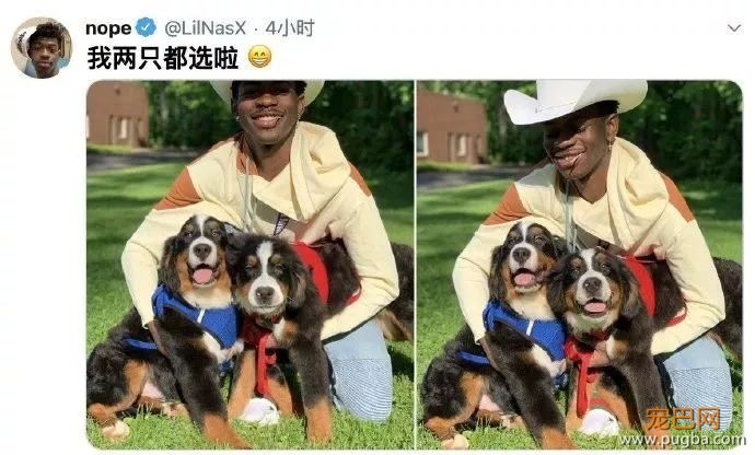 要在两只伯恩山宝宝中选一个带回家，小哥为难的上网求助...-4.jpeg