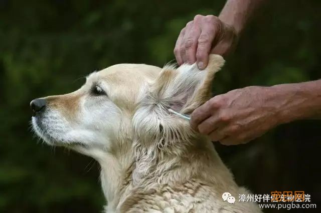 宠物狗狗耳道有异味如何护理？-3.jpeg