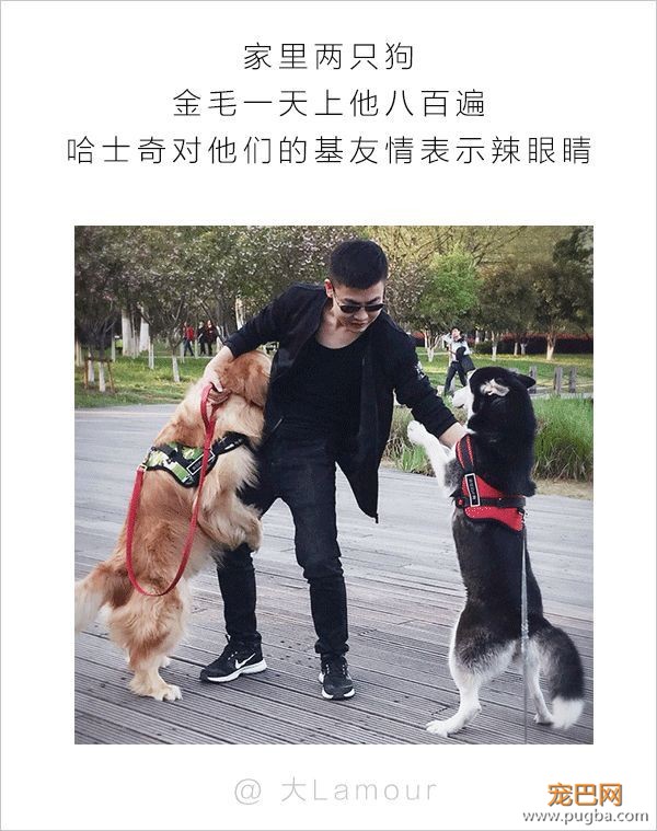 男人和狗之间的互动，可以说是很可怕了-7.jpeg