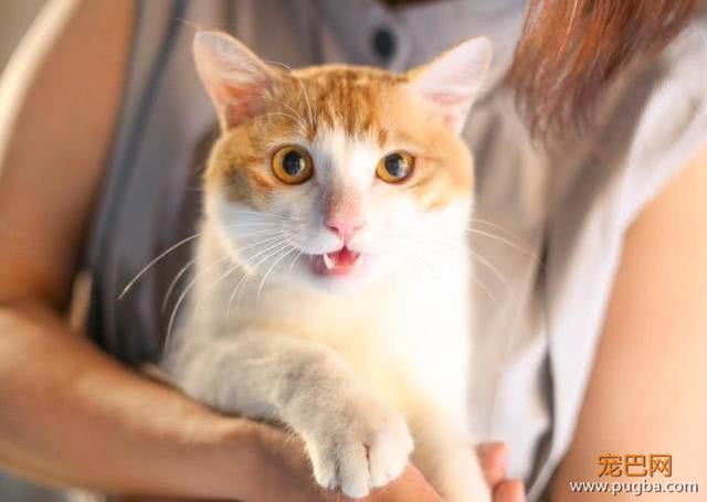 雨灾来临淹了家，主人急中生智让猫咪逃生，猫：朕的江山只剩江了-1.jpeg