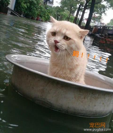 雨灾来临淹了家，主人急中生智让猫咪逃生，猫：朕的江山只剩江了-4.jpeg
