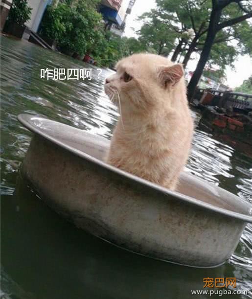 雨灾来临淹了家，主人急中生智让猫咪逃生，猫：朕的江山只剩江了-3.jpeg