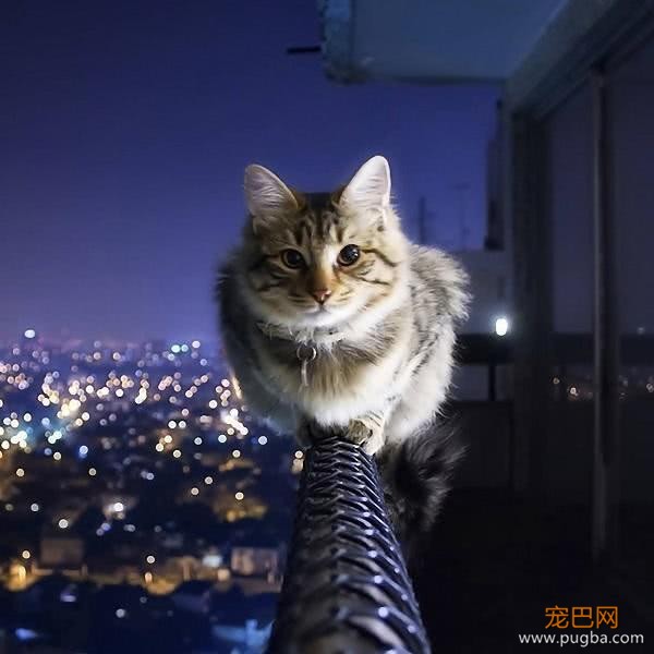 雨灾来临淹了家，主人急中生智让猫咪逃生，猫：朕的江山只剩江了-5.jpeg