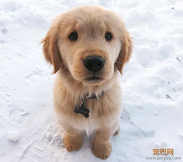 为什么我们喜欢金毛和拉不拉多？-6.jpeg