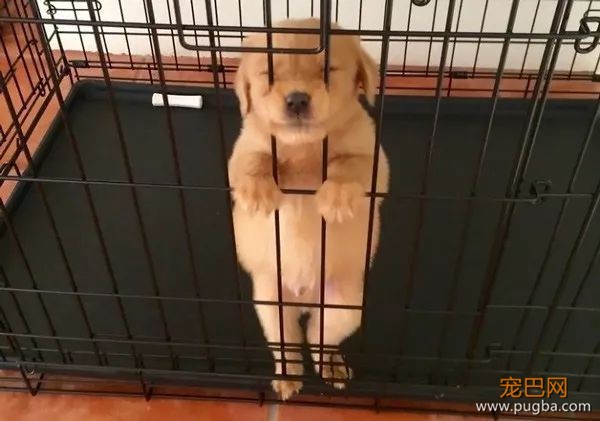 为什么我们喜欢金毛和拉不拉多？-40.jpeg