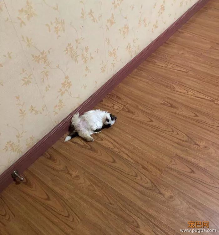 那只靠露肚几红遍全网的小西施，长成了一条毛毯精...-5.jpeg