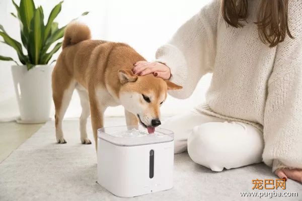 预算200元左右，求一款好用、安全、高逼格、高颜值的宠物饮水机-16.jpeg