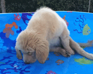 狗狗有多单（沙）纯（雕）？它能和自己的影子玩一下午-4.gif