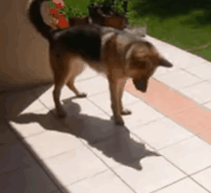狗狗有多单（沙）纯（雕）？它能和自己的影子玩一下午-8.gif