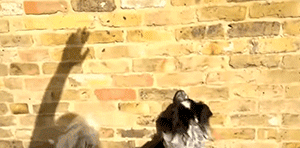 狗狗有多单（沙）纯（雕）？它能和自己的影子玩一下午-7.gif