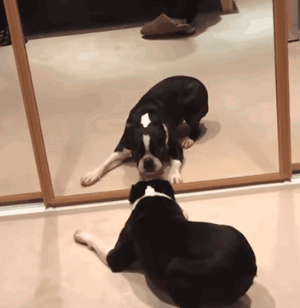 狗狗有多单（沙）纯（雕）？它能和自己的影子玩一下午-11.gif
