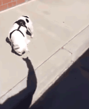 狗狗有多单（沙）纯（雕）？它能和自己的影子玩一下午-9.gif