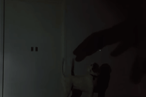 狗狗有多单（沙）纯（雕）？它能和自己的影子玩一下午-10.gif