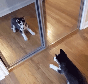 狗狗有多单（沙）纯（雕）？它能和自己的影子玩一下午-12.gif