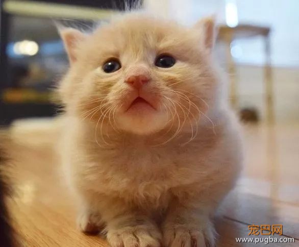 ins上有只拳师犬，靠养猫涨了4万粉-7.jpeg