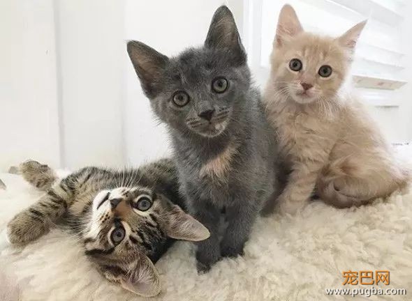 ins上有只拳师犬，靠养猫涨了4万粉-8.jpeg