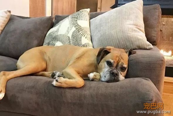 ins上有只拳师犬，靠养猫涨了4万粉-5.jpeg