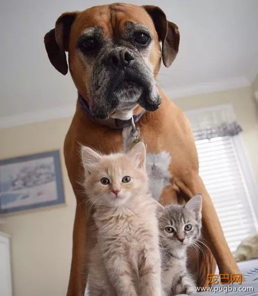 ins上有只拳师犬，靠养猫涨了4万粉-11.jpeg