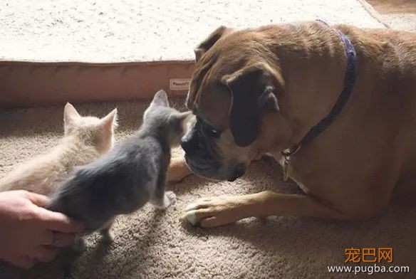 ins上有只拳师犬，靠养猫涨了4万粉-9.jpeg