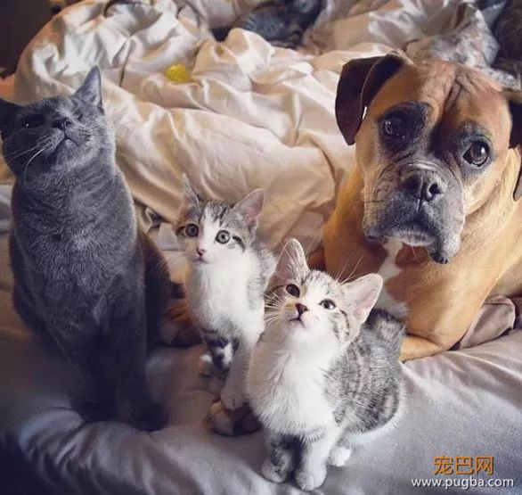 ins上有只拳师犬，靠养猫涨了4万粉-15.jpeg