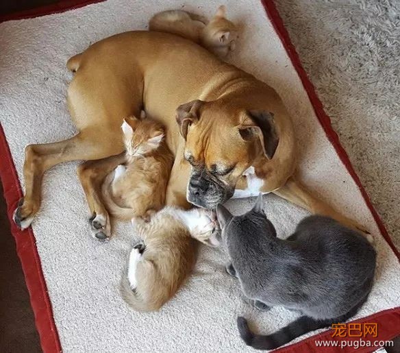 ins上有只拳师犬，靠养猫涨了4万粉-16.jpeg