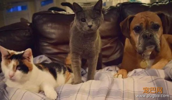 ins上有只拳师犬，靠养猫涨了4万粉-18.jpeg