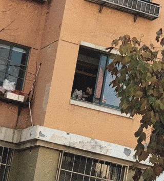 那些养狗的姑娘，狗狗才是她们最珍贵的嫁妆！-1.gif