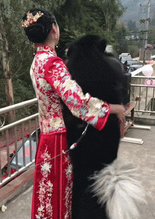 那些养狗的姑娘，狗狗才是她们最珍贵的嫁妆！-3.gif