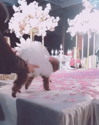 那些养狗的姑娘，狗狗才是她们最珍贵的嫁妆！-7.gif
