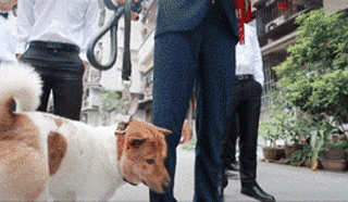 那些养狗的姑娘，狗狗才是她们最珍贵的嫁妆！-9.gif