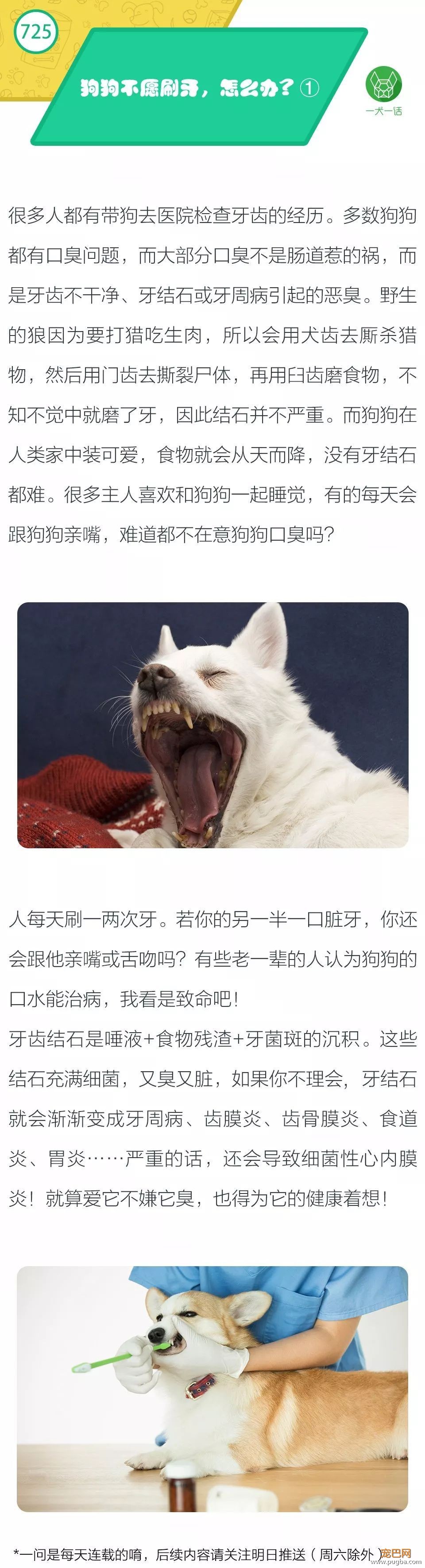 狗狗不愿刷牙，怎么办？①-1.jpeg