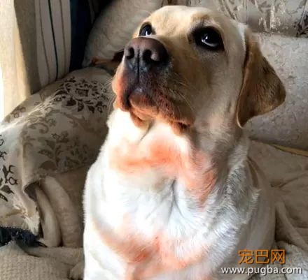 铲屎官回家发现拉布拉多身上有血迹，可仔细一看，想炖狗了！-5.jpeg